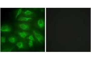 Immunofluorescence (IF) image for anti-Diacylglycerol Kinase, iota (DGKI) (AA 991-1040) antibody (ABIN2889351) (DGKI antibody  (AA 991-1040))