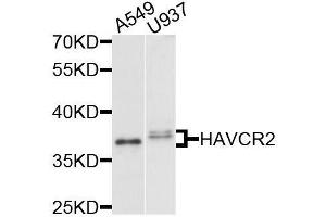 Western blot analysis of extracts of various cell lines, using HAVCR2 antibody. (TIM3 antibody  (AA 22-202))