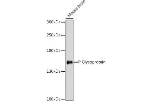 Western blot analysis of extracts of various cell lines, using P Glycoprotein antibody (ABIN7265733) at 1:3000 dilution. (ABCB1 antibody  (AA 600-700))