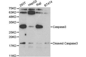 Western blot analysis of extracts of various cell lines, using CASP3 antibody. (Caspase 3 antibody  (AA 55-160))