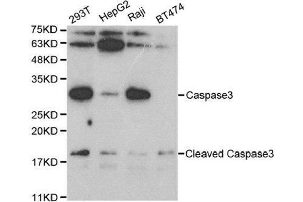 Caspase 3 Antikörper  (AA 55-160)
