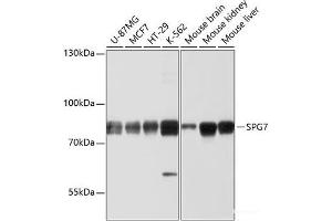 Western blot analysis of extracts of various cell lines using SPG7 Polyclonal Antibody at dilution of 1:1000. (SPG7 antibody)