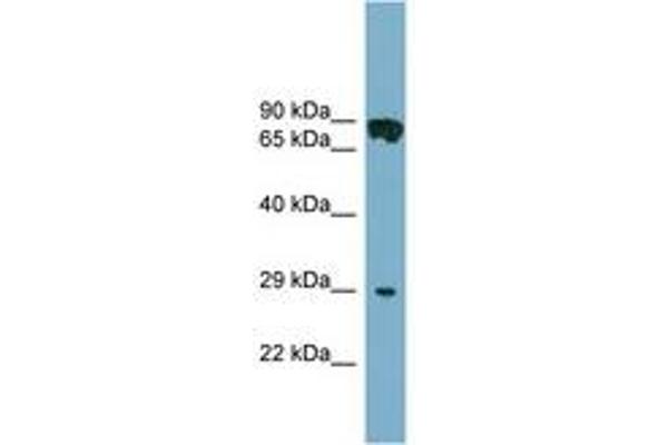 CYB5D1 antibody  (C-Term)
