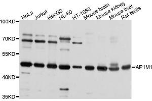 Western blot analysis of extracts of various cells, using AP1M1 antibody.