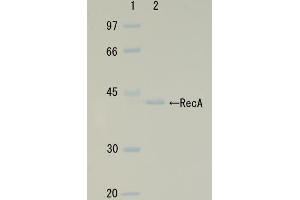 SDS-PAGE (SDS) image for RecA (Active) protein (ABIN2452179) (RecA (Active) Protein)