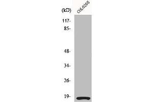 MYL12A antibody