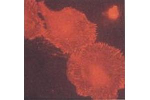 Human primary fibroblasts (MAb BB10, b3-Integrin) (Integrin beta 3 antibody)