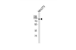 Western blot analysis of lysate from mouse NIH/3T3 cell line, using EWSR1 Antibody (Center) (ABIN6242305 and ABIN6577749). (EWSR1 antibody  (AA 328-362))