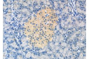 ABIN6262602 and ABIN6278905 at 1/100 staining Rat pancreatic tissue by IHC-P. (INSL5 antibody  (Internal Region))