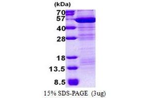 SDS-PAGE (SDS) image for Macrophage erythroblast Attacher (MAEA) (AA 1-396) protein (His tag) (ABIN5853143) (MAEA Protein (AA 1-396) (His tag))