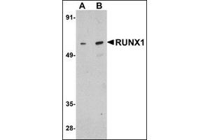 Western blot analysis of RUNX1 in Raji cell lysate with this product at (A) 1 and (B) 2 μg/ml. (RUNX1 antibody  (Center))