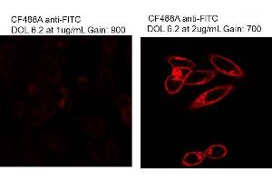 Immunofluorescence Microscopy of Mouse Anti-Fluorescein antibody. (Fluorescein antibody)