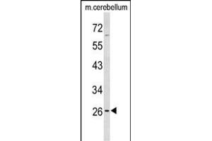 Western blot analysis of PX Antibody (Center) (ABIN653127 and ABIN2842706) in mouse cerebellum tissue lysates (35 μg/lane). (PXMP4 antibody  (AA 128-155))