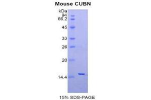 SDS-PAGE (SDS) image for Cubilin (Intrinsic Factor-Cobalamin Receptor) (CUBN) (AA 3511-3623) protein (His tag) (ABIN2120925)