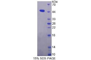 SDS-PAGE analysis of Human GS Protein. (Gelsolin Protein (GSN))