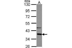 WB Image Sample (30 ug of whole cell lysate) A: A549 10% SDS PAGE antibody diluted at 1:5000 (GNAT2 antibody  (Center))