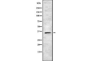 TAS2R42 antibody