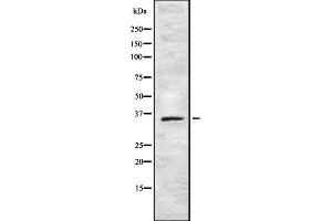 Western blot analysis of TAS2R42 using 293 whole cell lysates (TAS2R42 antibody)