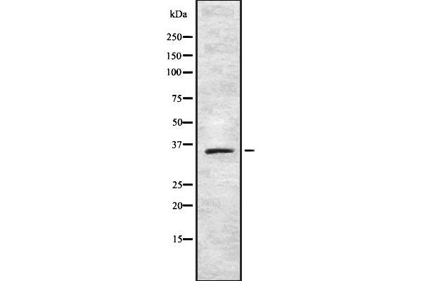 TAS2R42 antibody