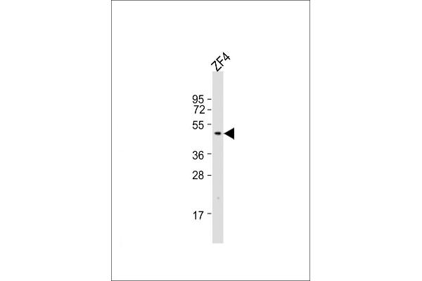 DMRT3 antibody  (C-Term)