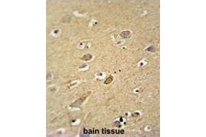 ATP5H antibody (Center) immunohistochemistry analysis in formalin fixed and paraffin embedded human brain tissue followed by peroxidase conjugation of the secondary antibody and DAB staining. (ATP Synthase Subunit D (AA 75-105), (Middle Region), (Subunit D) antibody)