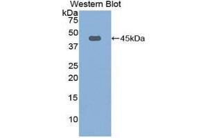 Western Blotting (WB) image for anti-Fibulin 1 (FBLN1) (AA 127-243) antibody (ABIN1858810) (Fibulin 1 antibody  (AA 127-243))