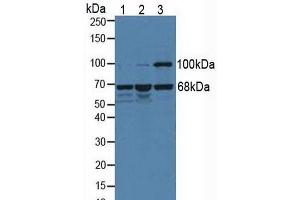 Figure. (Menin antibody  (AA 219-395))
