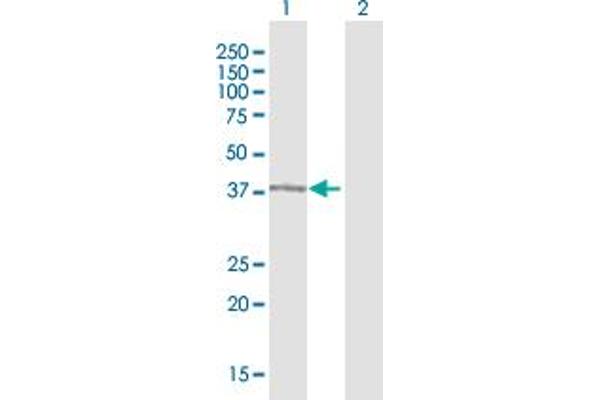 AMBP antibody  (AA 1-352)