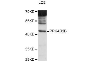 Western blot analysis of extracts of LO2 cells, using PRKAR2B antibody (ABIN6291856) at 1:3000 dilution.