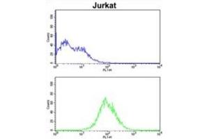 Flow Cytometry (FACS) image for anti-Cell Division Cycle Associated 3 (CDCA3) antibody (ABIN3002713) (CDCA3 antibody)