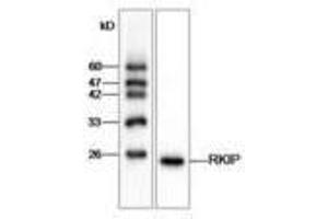 Image no. 1 for anti-Phosphatidylethanolamine Binding Protein 1 (PEBP1) antibody (ABIN791425) (PEBP1 antibody)
