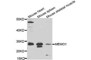 Western blot analysis of extracts of various cell lines, using MEMO1 antibody (ABIN5995855) at 1/1000 dilution. (MEMO1 antibody)