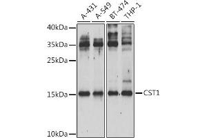Western blot analysis of extracts of various cell lines, using CST1 Antibody (ABIN6133050, ABIN6139145, ABIN6139147 and ABIN6222245) at 1:1000 dilution. (CST1 antibody  (AA 20-141))