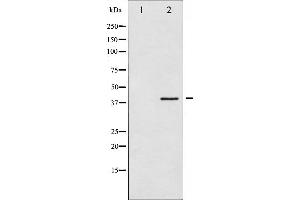 Western blot analysis of hnRNP C1/2 phosphorylation expression in H2O2 treated 293 whole cell lysates,The lane on the left is treated with the antigen-specific peptide. (HNRNPC antibody  (pSer260))