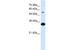 WB Suggested Anti-A1BG  Antibody Titration: 0. (A1BG antibody  (N-Term))