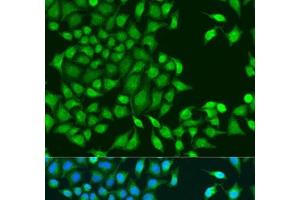 Immunofluorescence analysis of U2OS cells using RUVBL1 Polyclonal Antibody at dilution of 1:100. (RUVBL1 antibody)