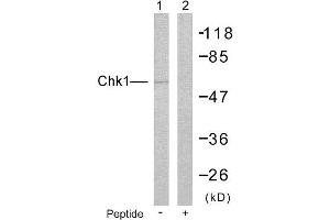 Western blot analysis of extracts from HeLa cells: Lin: Using Chk1 (Ab-280) Antibody( #B7040); Lin: The same antibody preincubated with synthesized peptide. (CHEK1 antibody  (Ser280))