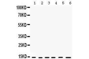 Western Blotting (WB) image for anti-Histidine Triad Nucleotide Binding Protein 1 (HINT1) (AA 59-92), (Middle Region) antibody (ABIN3042445) (HINT1 antibody  (Middle Region))