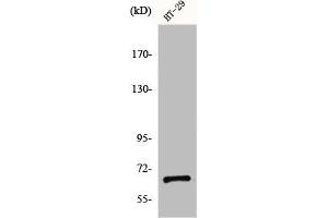 Western Blot analysis of HT29 cells using gp91-phox Polyclonal Antibody (CYBB antibody  (C-Term))