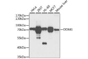 Western blot analysis of extracts of various cell lines, using DDX41 antibody. (DDX41 antibody  (AA 1-300))