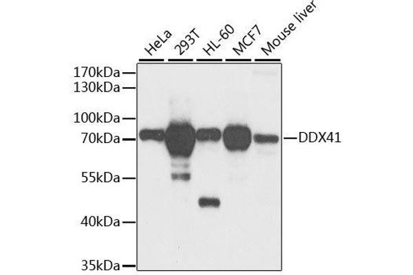 DDX41 抗体  (AA 1-300)