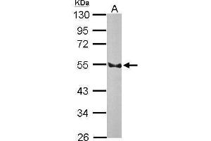WB Image Sample (50 ug of whole cell lysate) A: Rat brain 10% SDS PAGE antibody diluted at 1:3000 (EDNRB antibody  (N-Term))