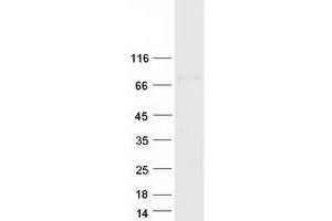 Validation with Western Blot (PLBD1 Protein (Myc-DYKDDDDK Tag))