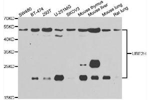 Western blot analysis of extracts of various cell lines, using UBE2H antibody.
