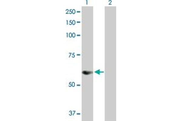 SNX25 antibody  (AA 1-483)