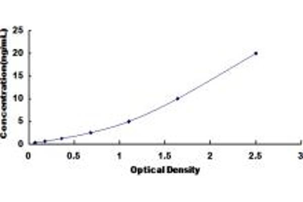 CAMK2B ELISA Kit