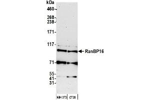 Western Blotting (WB) image for anti-Exportin 7 (XPO7) (AA 1-50) antibody (ABIN7452835) (Exportin 7 antibody  (AA 1-50))