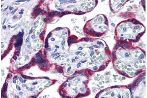 Human Placenta (formalin-fixed, paraffin-embedded) stained with HSP90B1 antibody ABIN290247 at 10 ug/ml followed by biotinylated goat anti-rabbit IgG secondary antibody ABIN481713, alkaline phosphatase-streptavidin and chromogen. (GRP94 antibody  (AA 590-640))