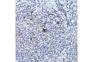 Immunohistochemistry of paraffin-embedded human tonsil using Cathepsin G Rabbit pAb (ABIN6127687, ABIN6139229, ABIN6139231 and ABIN6221273) at dilution of 1:50 (40x lens). (Cathepsin G antibody  (AA 21-255))