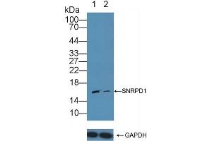 Western Blotting (WB) image for anti-Small Nuclear Ribonucleoprotein D1 Polypeptide 16kDa (SNRPD1) (AA 1-119) antibody (ABIN7442903)